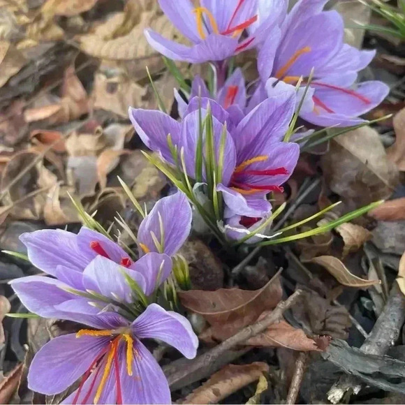 🆕Jessica Simpson Swimsuit Hipster  Bottoms - Picture 10 of 12